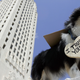 Image for article titled Pet Food Maker Offers to Cover Vet Bills After Dogs Contract Fatal Disorder